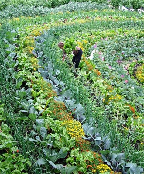 Large scale polyculture | Vegetable garden design, Permaculture ...