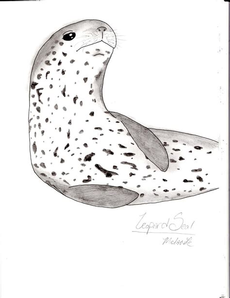 Leopard Seal by Itsgoose2u on DeviantArt