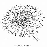 Sunflower Coloring Pages Free Printable PDF sketch template