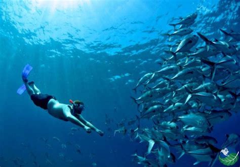 Snorkeling in Costa Rica, Snorkeling Tips and Tricks, and Where to go?