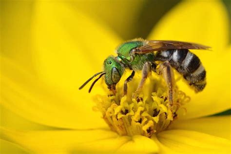 Sweat Bees Facts - 7 Ways to get rid of Sweat Bees | Sweat bees, Types of bees, Bee facts