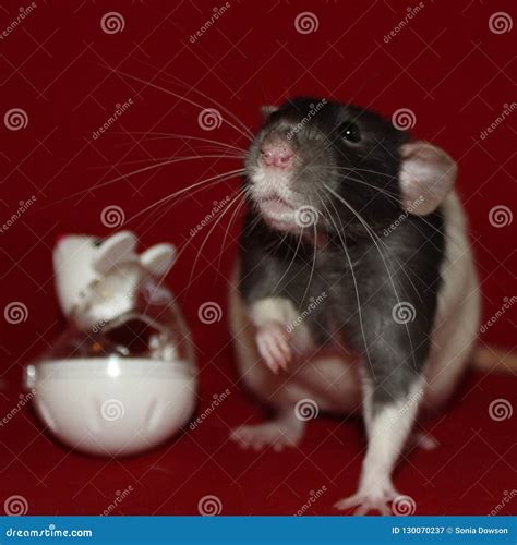 Rat stock image. Image of rodent, hooded, black - 130070237