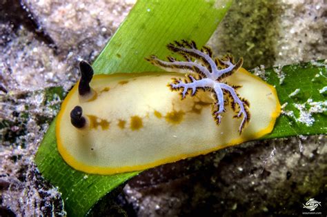 Taringa caudata – Nudibranch Facts and Photographs | Seaunseen