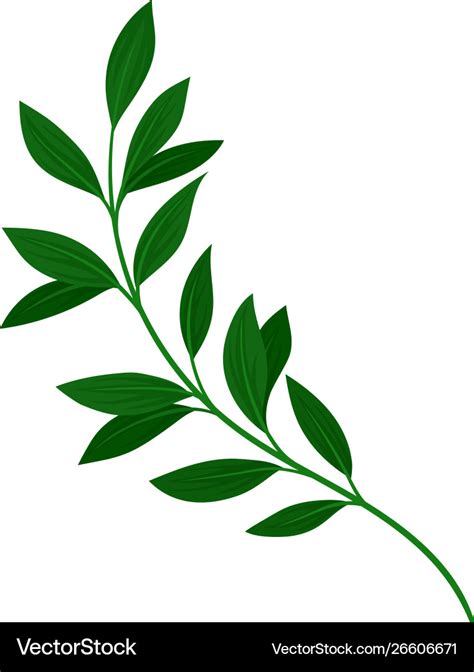 Branch with dark green leaves Royalty Free Vector Image