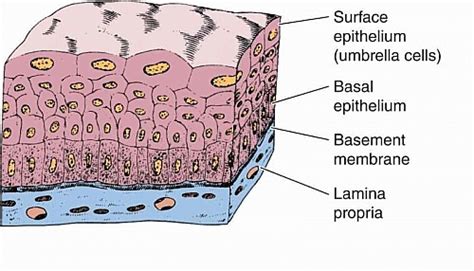 Transitional Epithelium Labeled Diagram