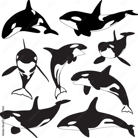 orca whale silhouette. killer whale collection Stock Vector | Adobe Stock