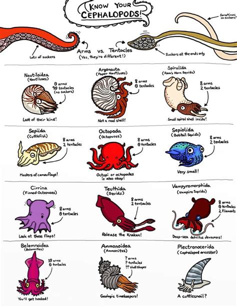 Know your cephalopods! Art by @KetrinaYim : coolguides