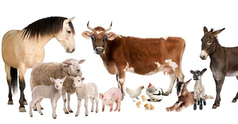 FSLOVENGLISH: FARM ANIMALS