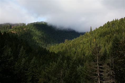 Hiking through the Tillamook Burn: An Oregon forest recovers, decades after devastating fires ...