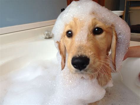 Bath time golden retriever puppy bubbles Briar Rose | Golden retriever ...