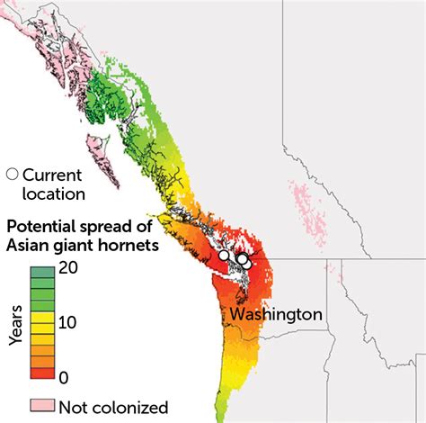 A new map shows where ‘murder hornets’ could spread in the U.S ...