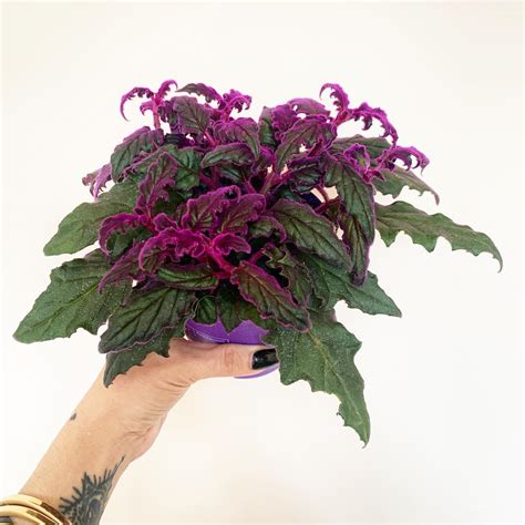 Purple Passion Plant Care and Growing Guide | Plantcarefully