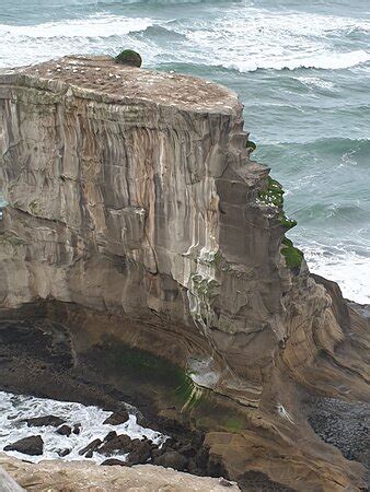 Muriwai Gannet Colony (Muriwai Beach) - 2020 All You Need to Know BEFORE You Go (with Photos ...