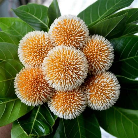 Burflower-Tree, Laran Seme (Neolamarckia cadamba) - Cena €2.35