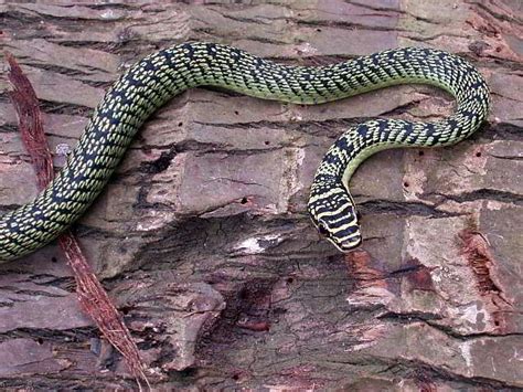 Snakes common of Thailand | Snake, Small lizards, Thailand