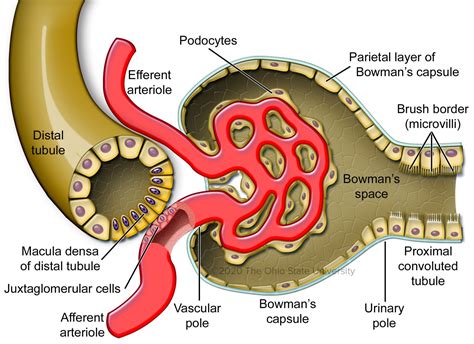 The Juxtaglomerular Apparatus – Veterinary Histology