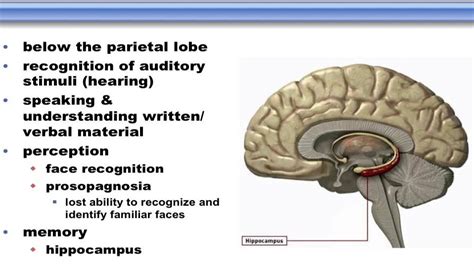 Temporal Lobe : Anatomy, Location & Function - Anatomy Info