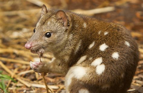 Quolls - Animal Corner