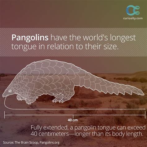 Zoo – Pangolin long tongue – Austin Bunton Designs