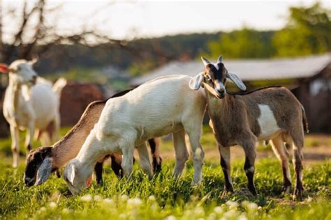 Technology in Goat Farming: Precision Farming, Automation, Different ...