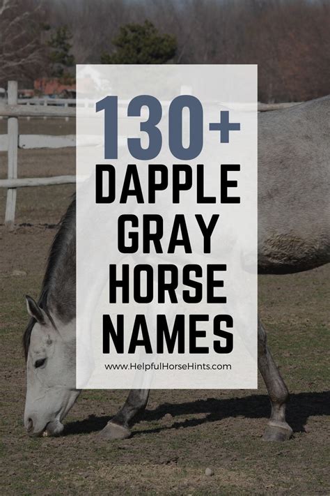 130 dapple gray horse names – Artofit