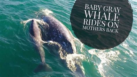 Baby Gray Whale Whale Rides On Mothers Back - YouTube