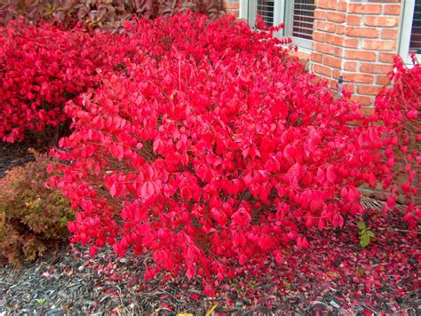 Euonymus alatus ‘Odom’ Little Moses Burning Bush | Kiefer Nursery: Trees, Shrubs, Perennials