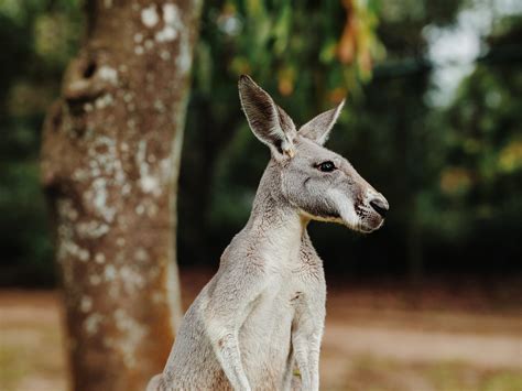 Wallaby Vs Kangaroo Differences And Comparison » Differencess