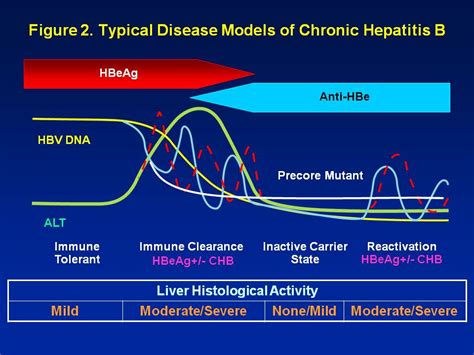 immune reactive HBeAg-positive Archives - Hepatitis B Foundation