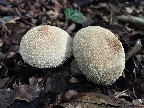 Common Puffball