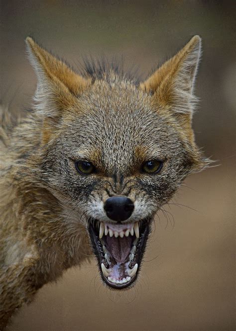 Photograph Furious Jackal by drhiteshj on 500px | Wild dogs, Animals ...