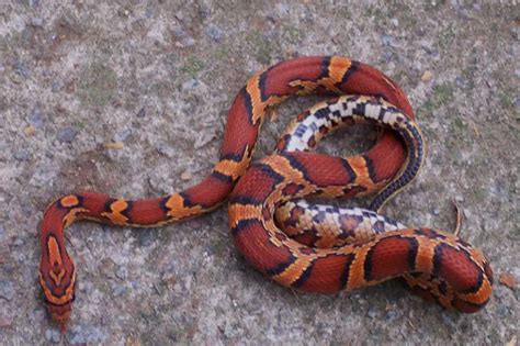 24 Beautiful Corn Snake Morphs, Colors and Prices (With Pictures) | ExoPetGuides