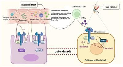 Frontiers | Gut microbiome, metabolome and alopecia areata