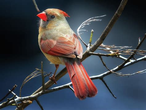 Female Northern Cardinal Photograph by Geoffrey Baker