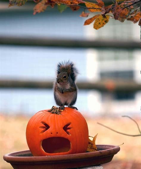 Zombie squirrel eating pumpkin brains. | Pumpkin carving, Pumpkin, Carving