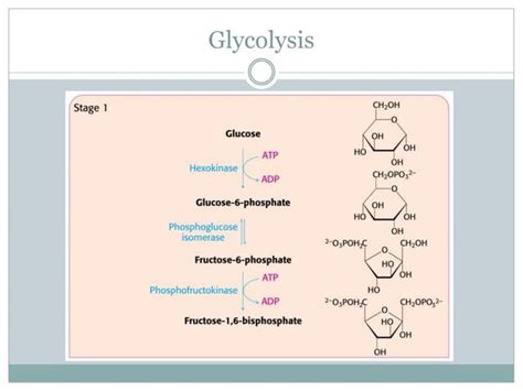 Glycolysis - Glucose oxidation