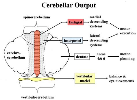 Cerebellum