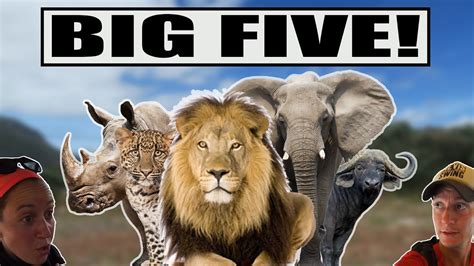 BIG FIVE: À 2 MÈTRES D'UN LION! (Kruger National Park, Afrique du sud ...