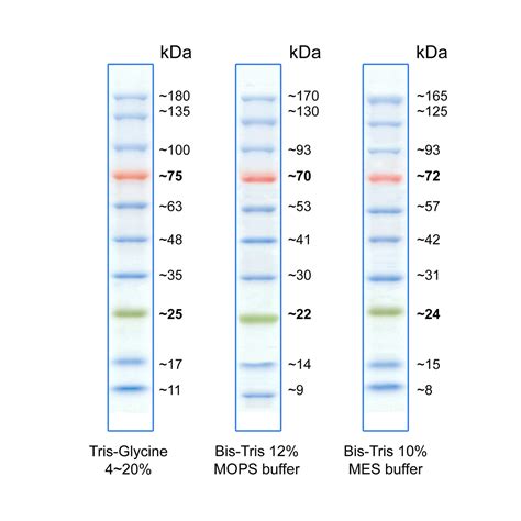 BlueRAY Prestained Protein Ladder – GeneDireX, Inc.