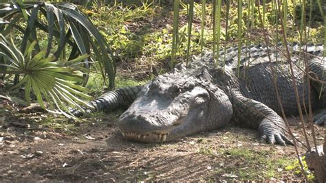 Alligator Laying In A Jungle Near A Palm Tree And Pond. Tropical Setting. Teeth. Stock Footage ...