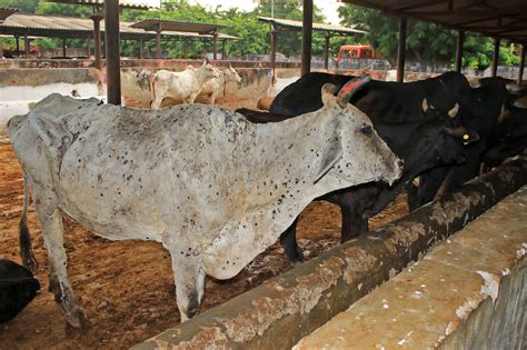 Lumpy skin disease: Viral cattle disease sends rumours flying in India - BBC News