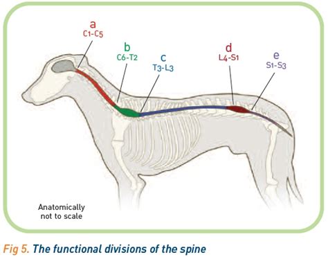 Canine Spinal Column