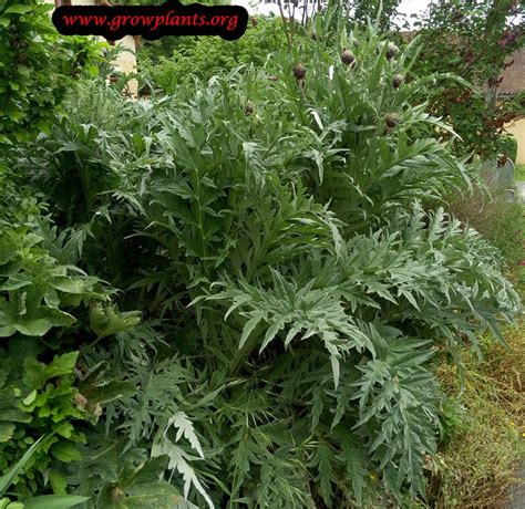 Artichoke harvesting | Artichoke plants, Evergreen plants, Growing shrubs