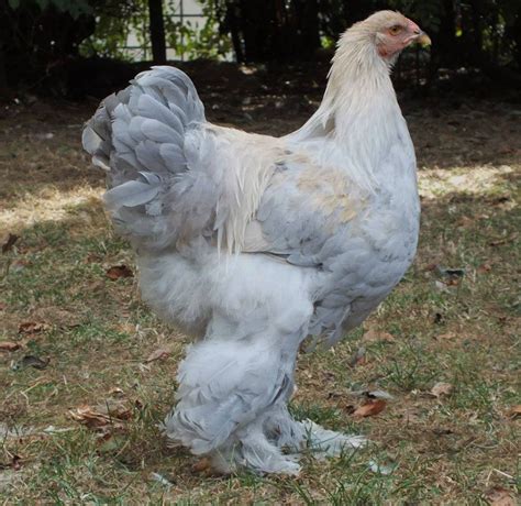 The Brahma chicken. All about the gentle giant. - Cluckin