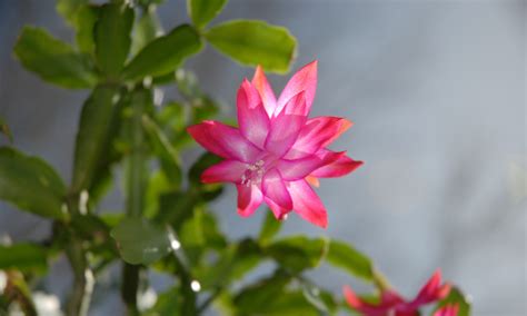 Botanical Nerd Word: Cladode - Toronto Botanical Garden