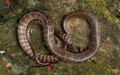 Common Rat Snake - Ptyas mucosus — HongKongSnakeID.com