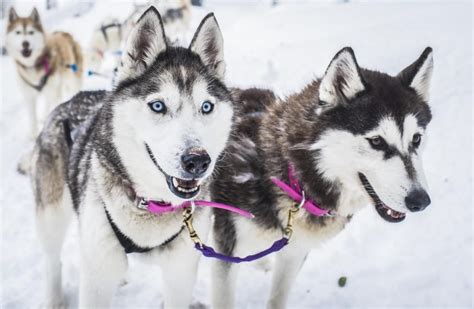 10 Best Sled Dog Breeds, You Should Know About. - OHL