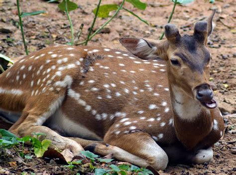 Guindy National Park Chennai Timings, Tickets, Photos