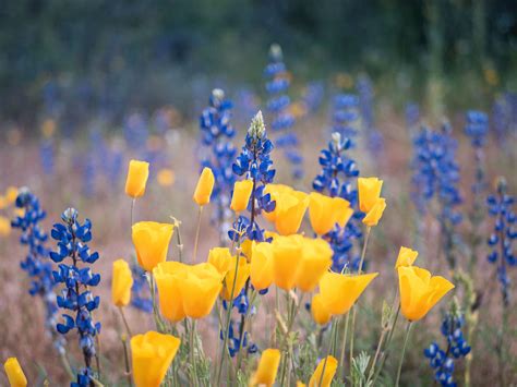 Wildflowers putting on a show this season in Arizona | The Daily Courier | Prescott, AZ