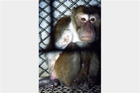 The Silver Spring Monkeys: The Case That Launched PETA | PETA